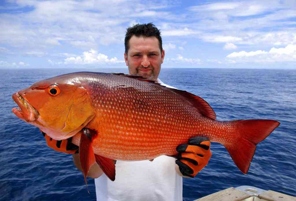 Snapper Fishing