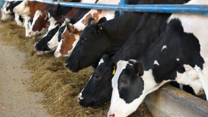 Cattle on farm