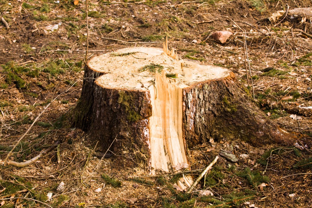Photo of a tree stump