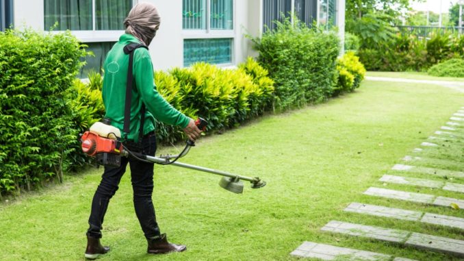 worker trimming the grass