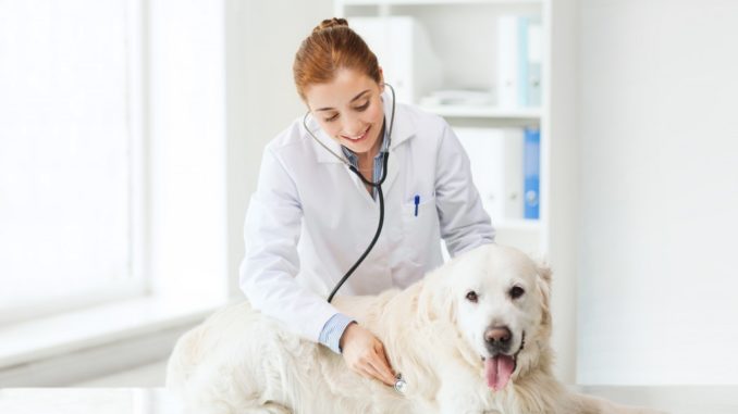 Veterinarian checking dog's health