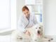 Veterinarian checking dog's health