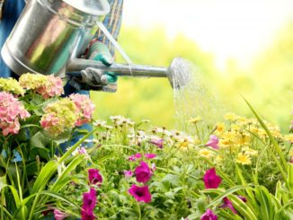 watering flowers in garden centre