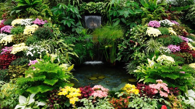 Plants surrounding a fountain