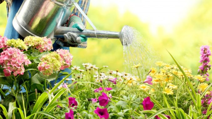 person watering the flowers in the garden