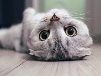 Scottish Fold cat lying on the back