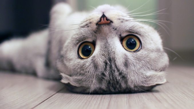 Scottish Fold cat lying on the back