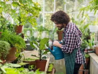 Male gardener watering plants inside greenhouse