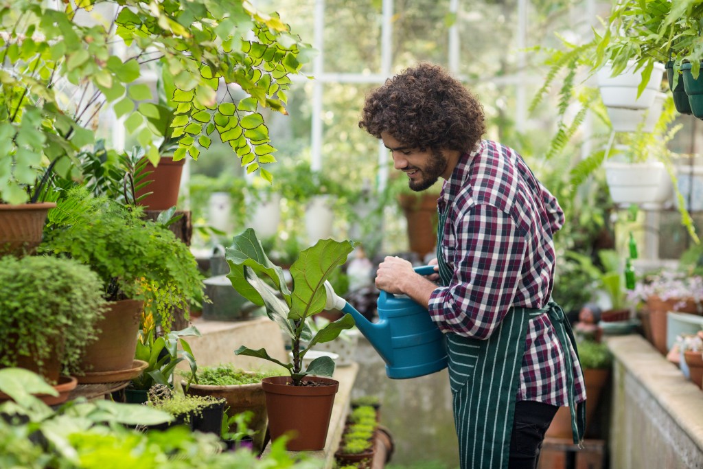 Male gardener watering plants inside greenhouse