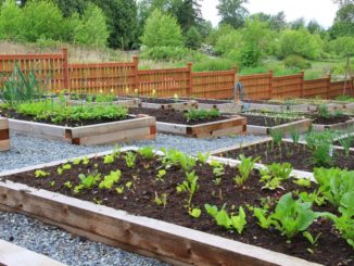 vegetable garden