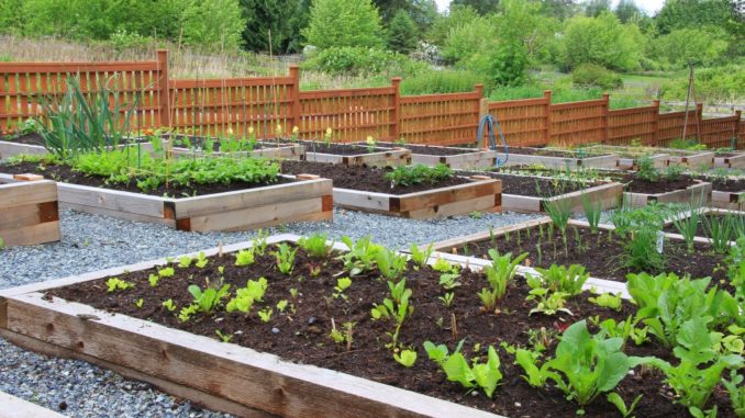 vegetable garden