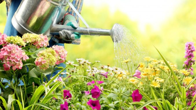 watering flowers in garden centre