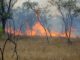 active bushfire in the forest
