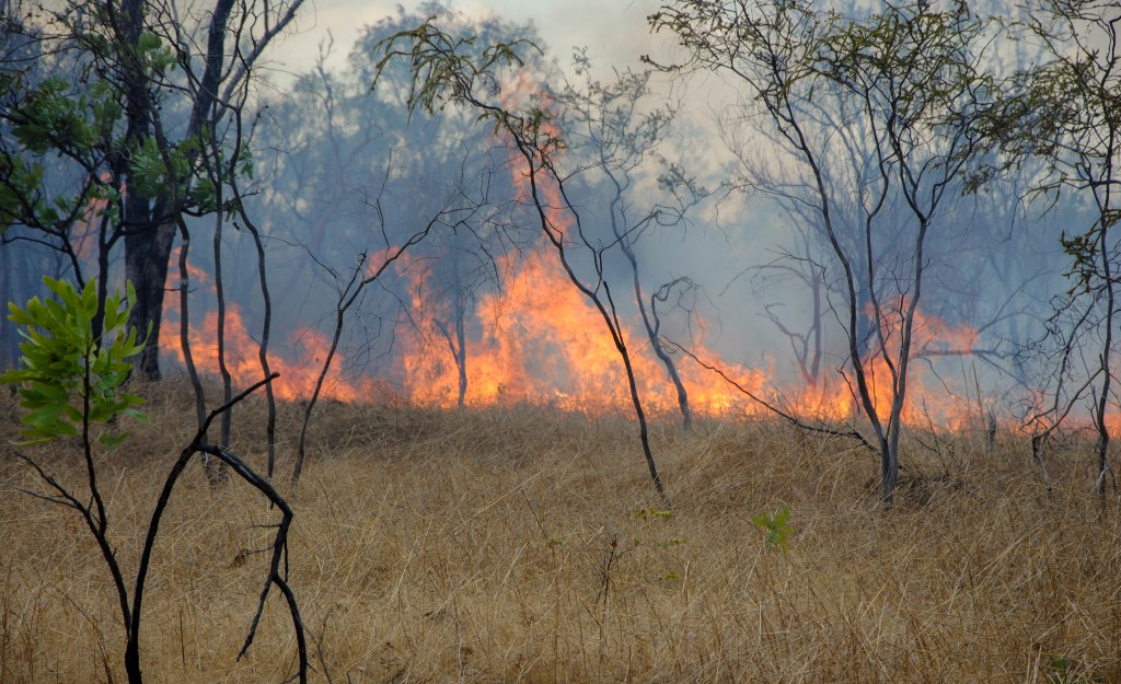 active bushfire in the forest